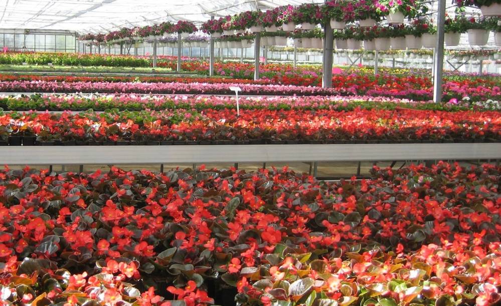 fleurs