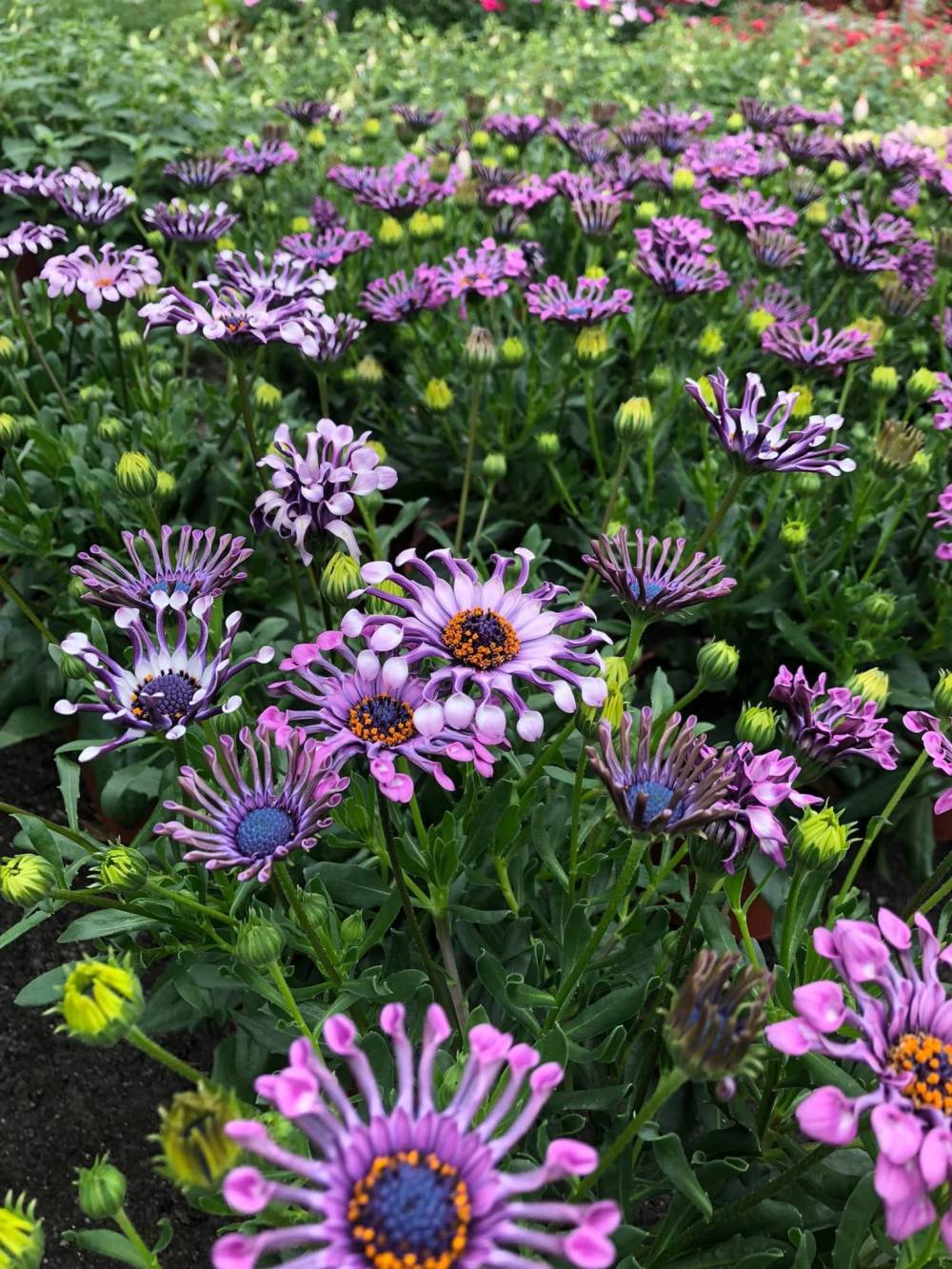 belles fleurs mauves