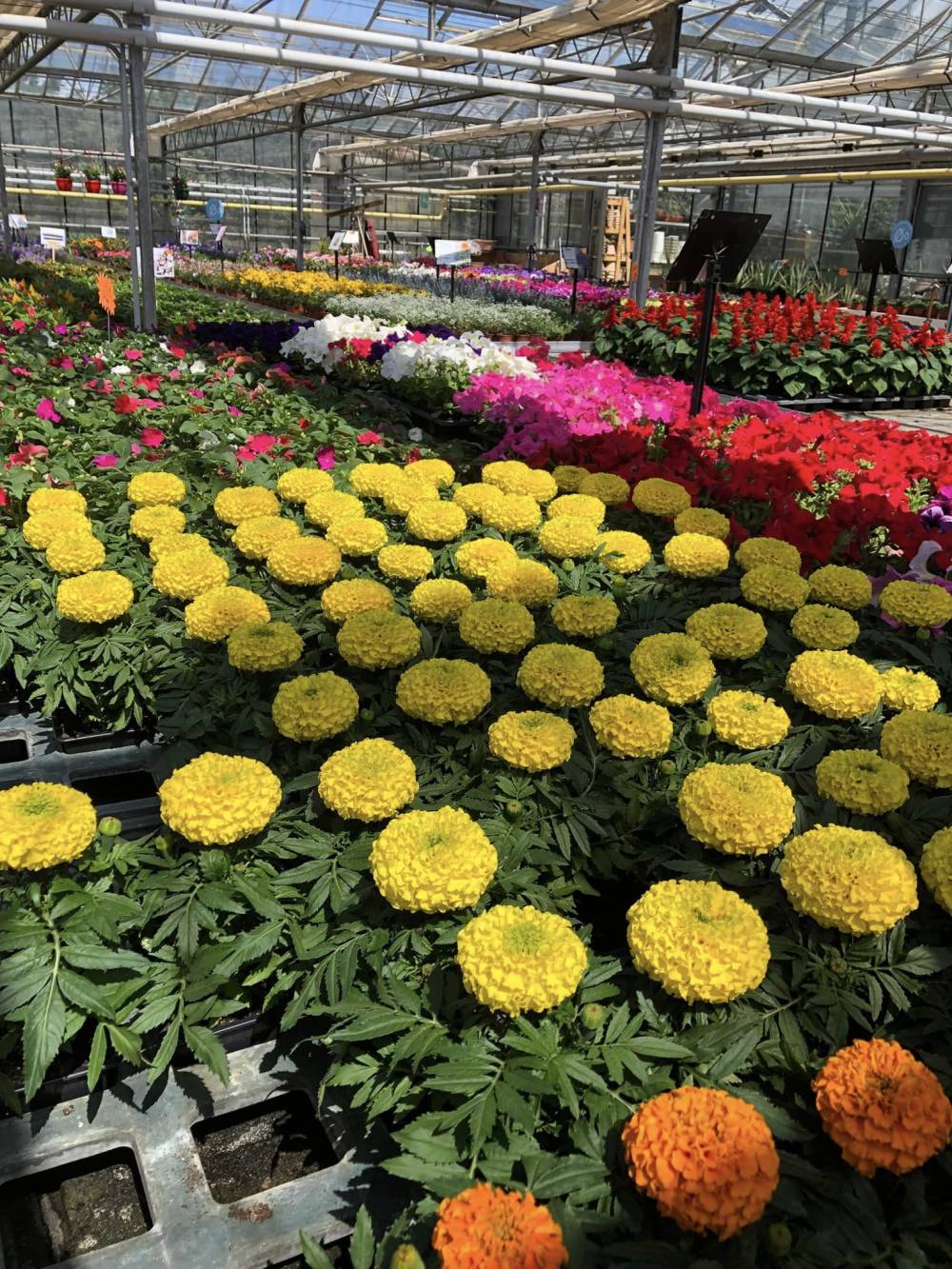 fleurs jaunes