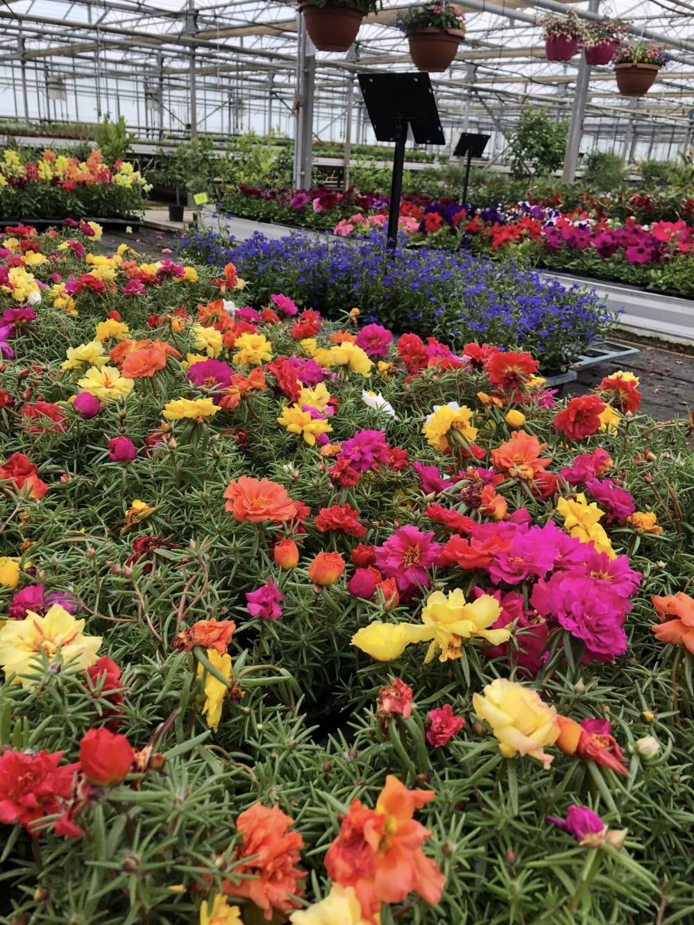 fleurs de toutes sortes