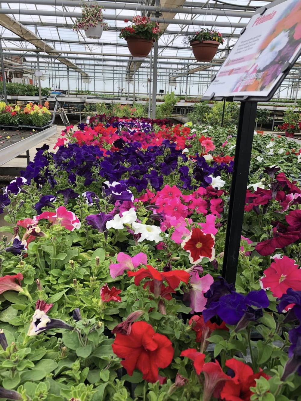 fleurs de plusieurs couleurs
