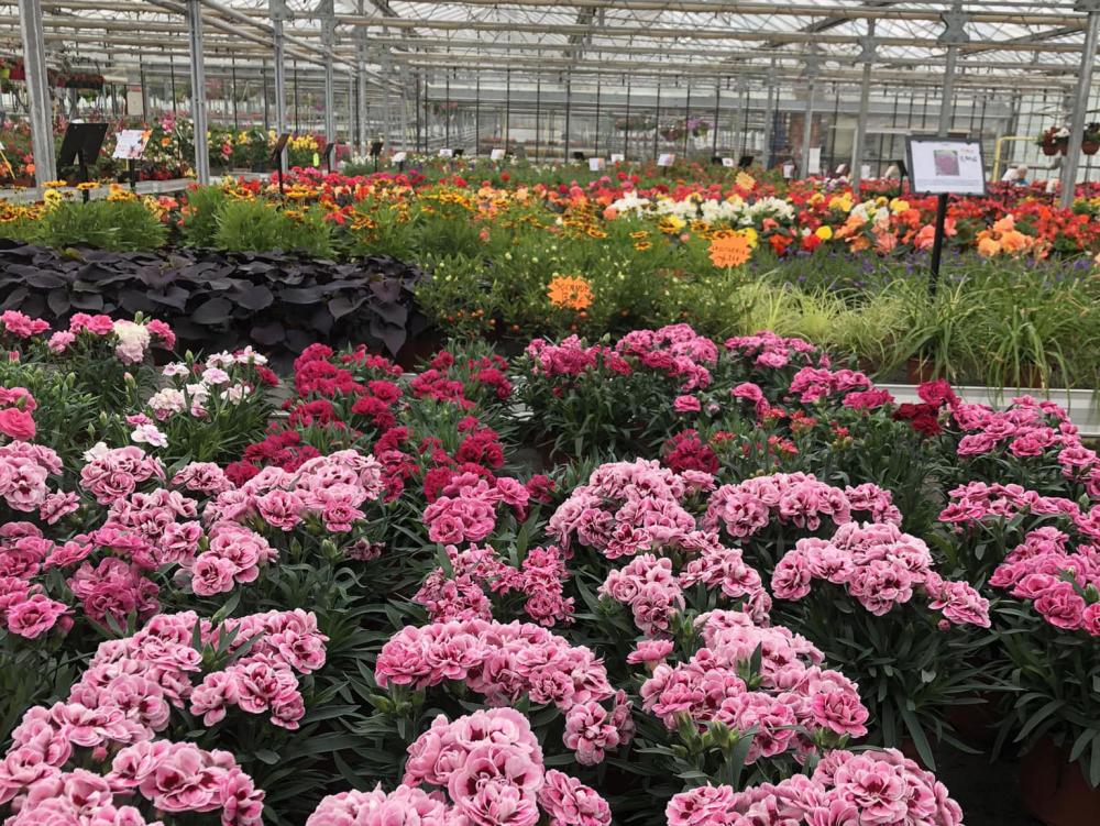 fleurs roses
