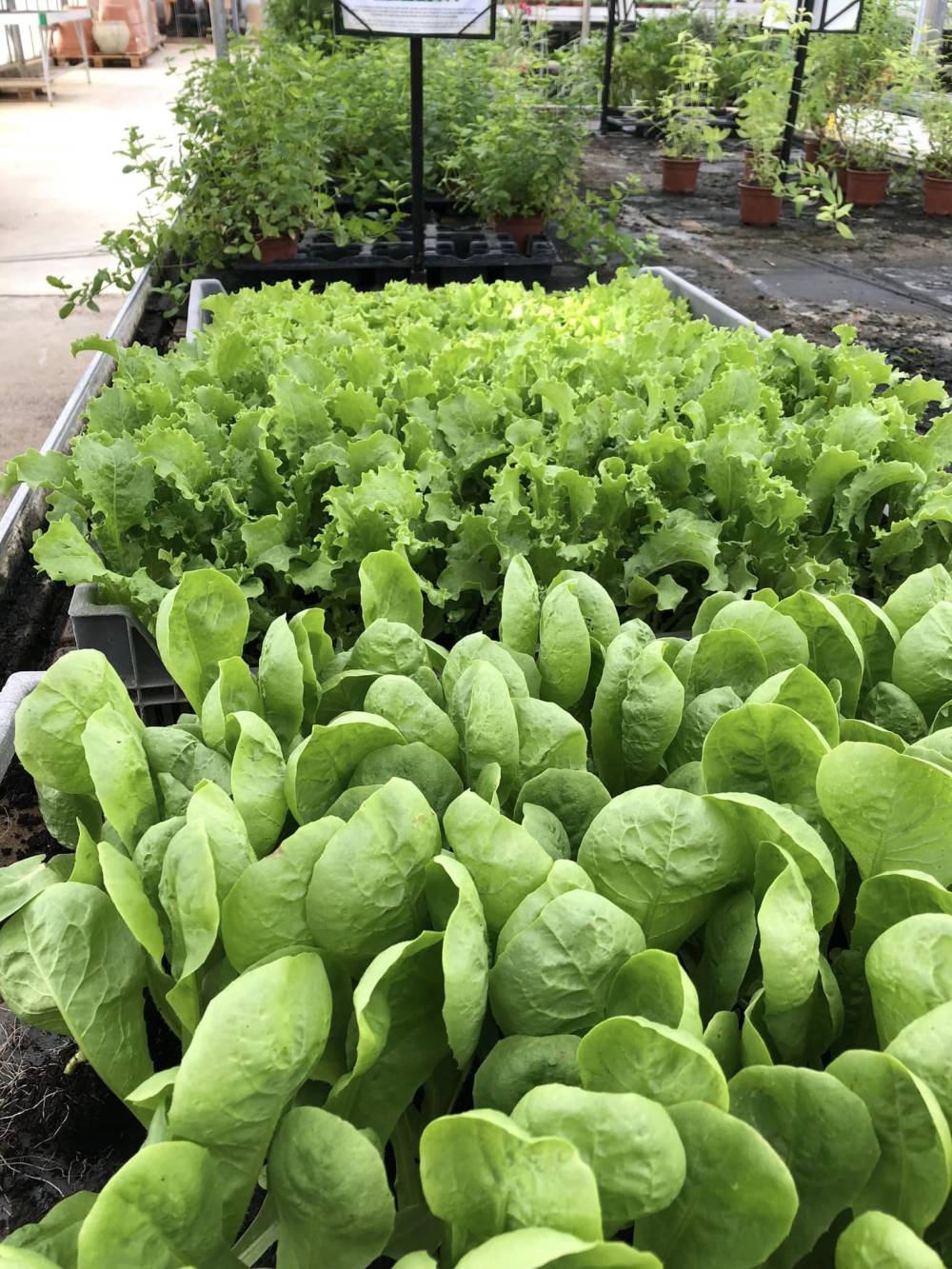 Plants de légumes à Grâne